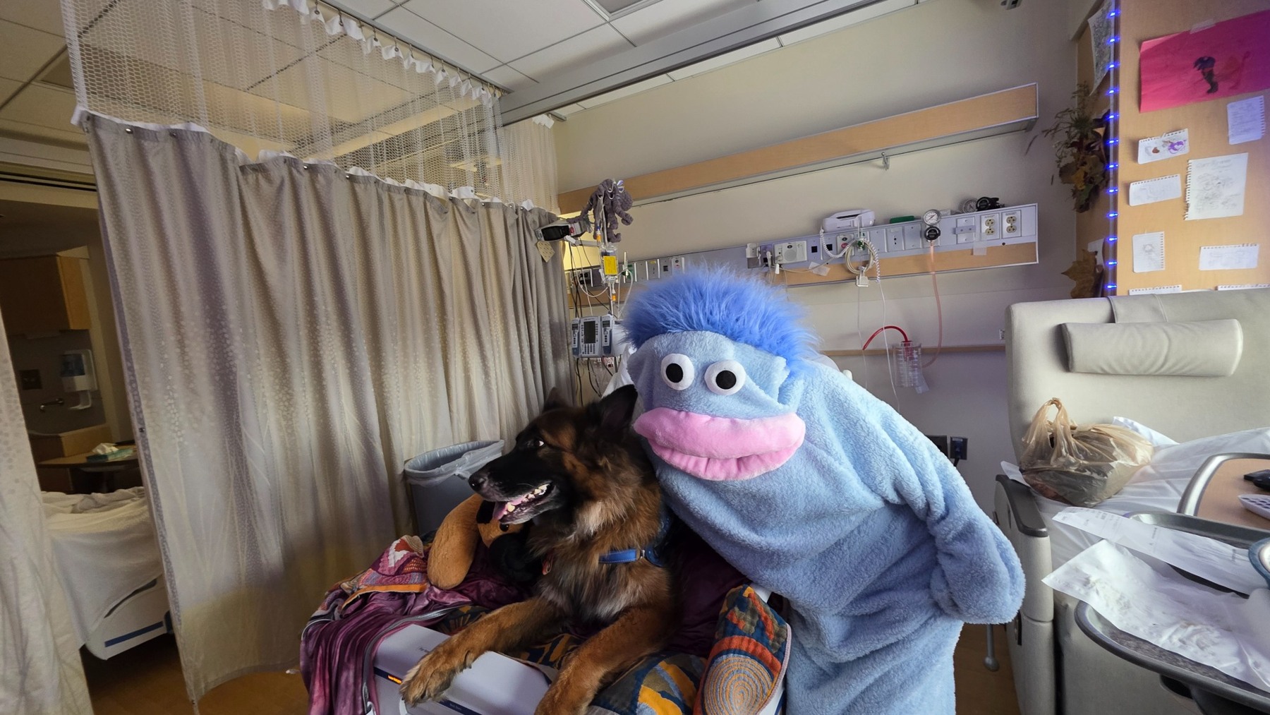 Legend, Lori’s service dog, brings companionship into the hospital room—with a colorful friend beside him.