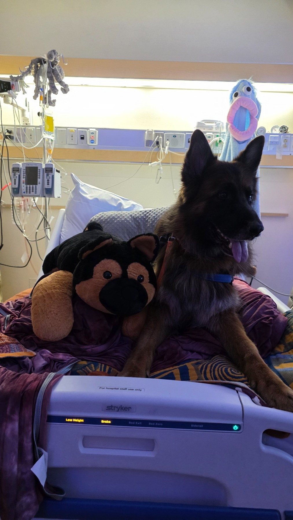 Legend at Lori’s bedside. Familiar company matters during a long stay.